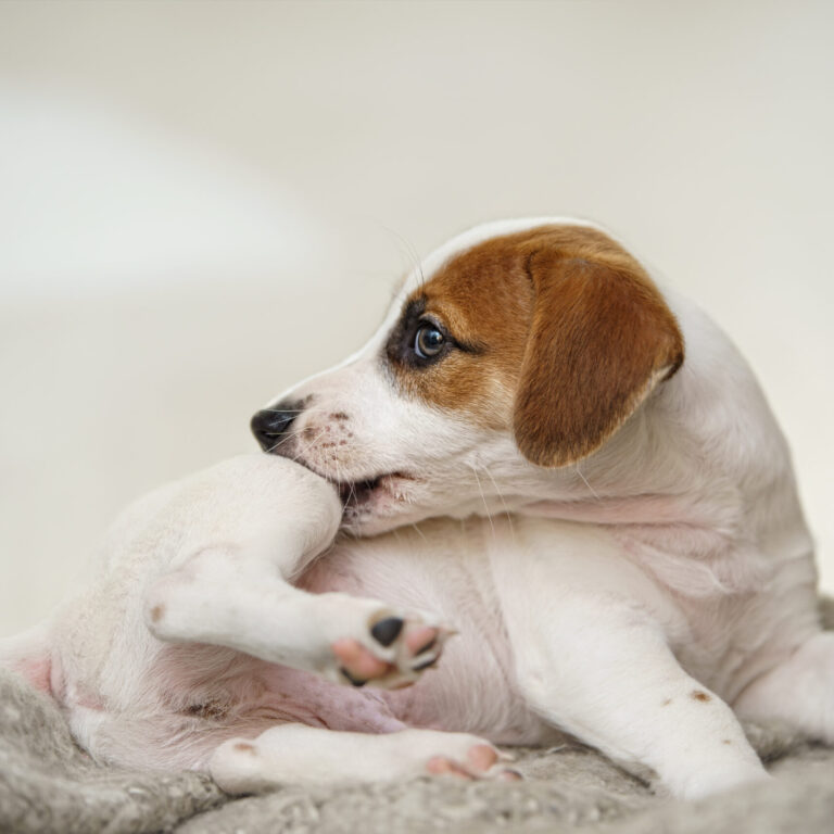 CBD for Itchy Dogs: Supporting Skin Comfort During Allergy Season