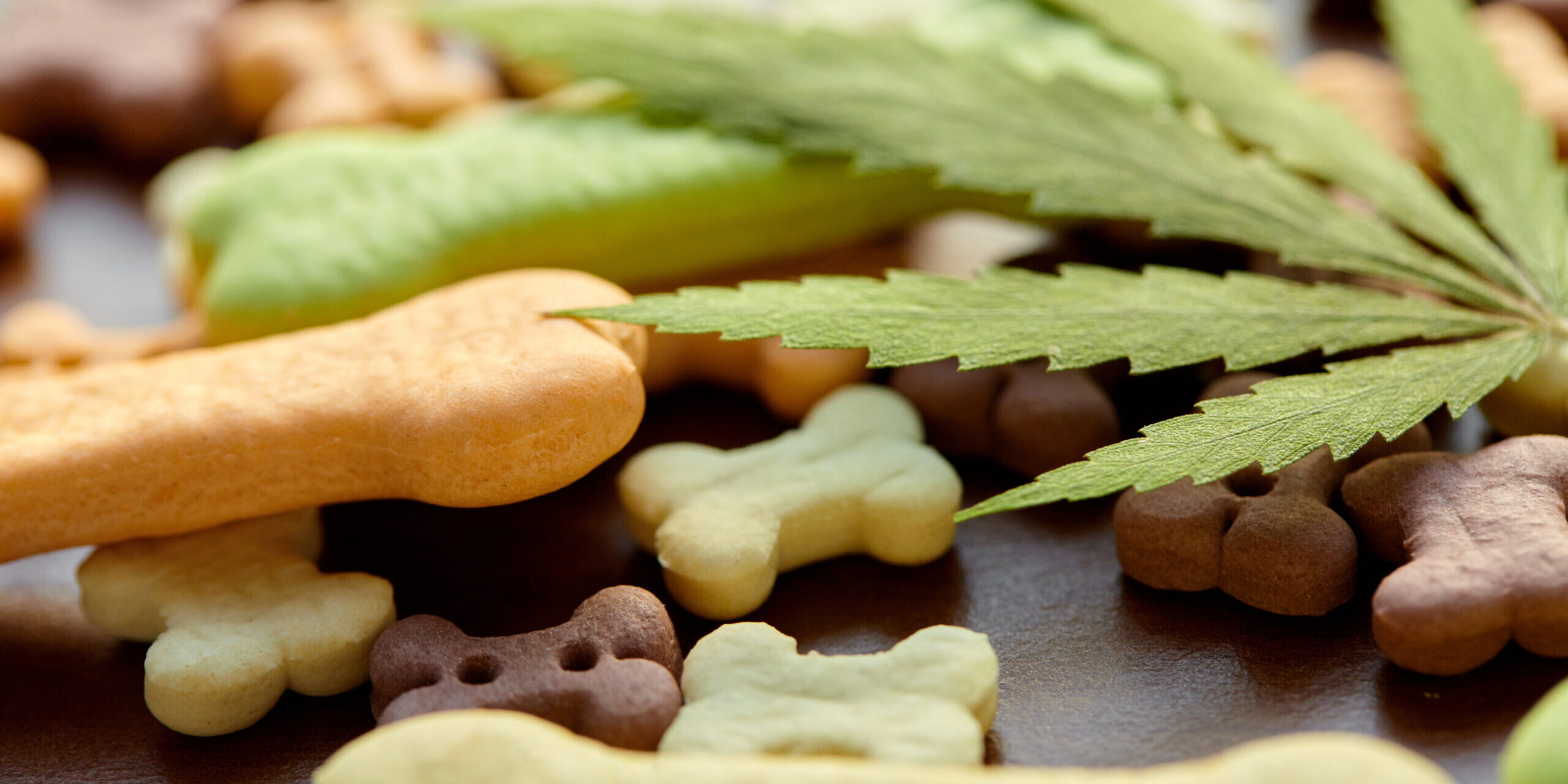 Helping Your Dog Stay Active This Spring: Can CBD Support Everyday Mobility?