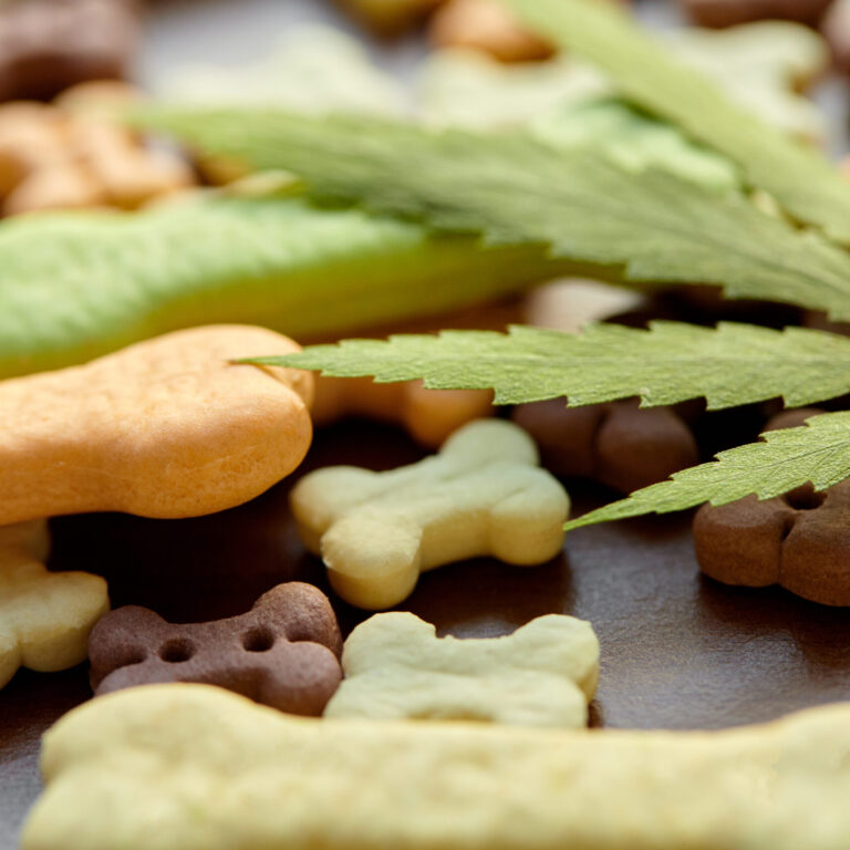 Helping Your Dog Stay Active This Spring: Can CBD Support Everyday Mobility?