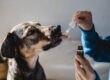 Supporting Comfort and Everyday Routines for Dogs with CBD