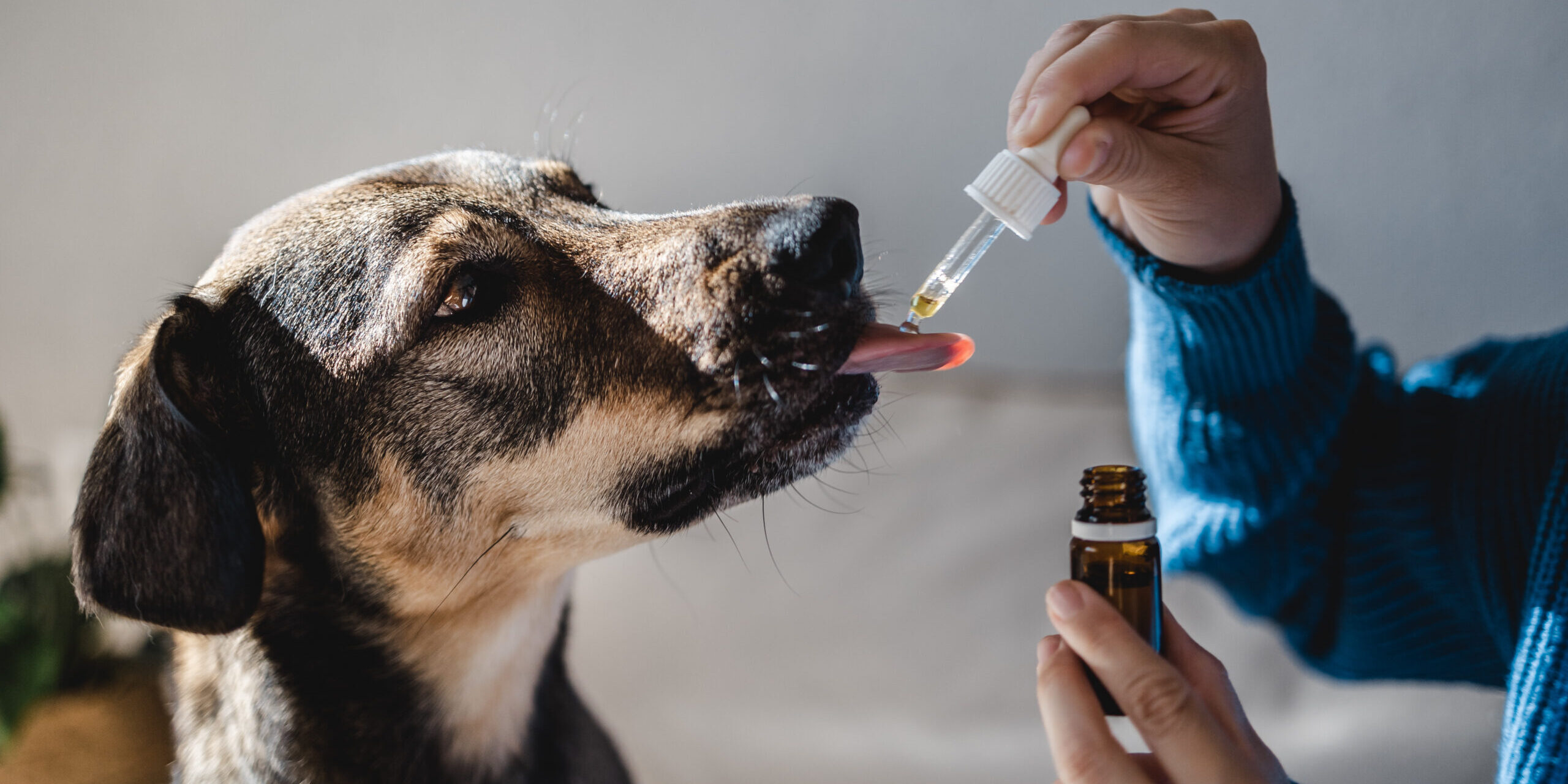 Supporting Comfort and Everyday Routines for Dogs with CBD