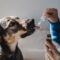 Supporting Comfort and Everyday Routines for Dogs with CBD