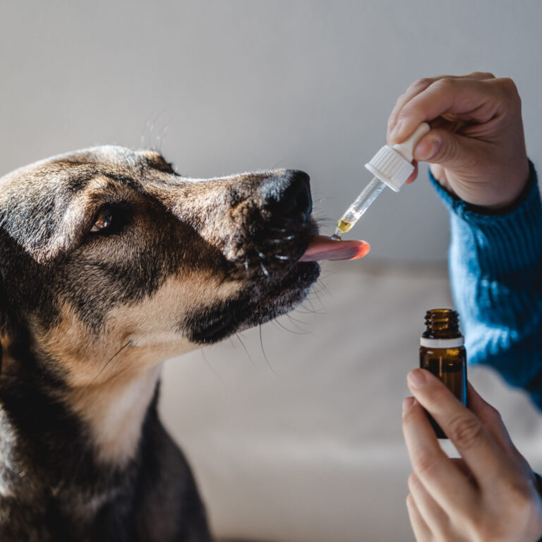 Supporting Comfort and Everyday Routines for Dogs with CBD