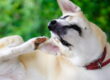 Why Dogs Scratch More in Spring and How CBD Fits Into Seasonal Wellness Routines
