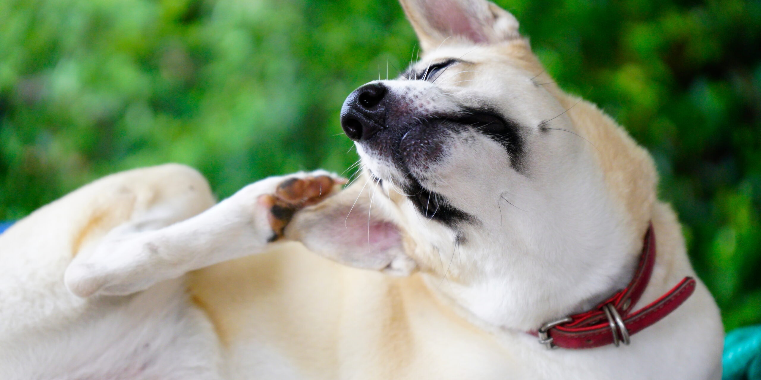 Why Dogs Scratch More in Spring and How CBD Fits Into Seasonal Wellness Routines Why Dogs Scratch More in Spring and How CBD Fits Into Seasonal Wellness Routines