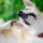 Why Dogs Scratch More in Spring and How CBD Fits Into Seasonal Wellness Routines