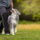 CBD for Working Dogs